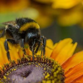Bijen helpen telers, telers helpen bijen